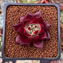 Echeveria Agavoides 'Magic Crown' 2" Succulent Plant