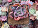 Echeveria 'Beyonce' Variegated 3" Succulent Plant