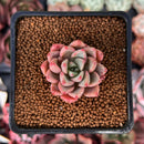 Echeveria 'Blood Spirit' 1" Succulent Plant