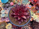 Echeveria Agavoides 'Luming' 4"-5" Succulent Plant