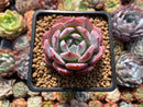 Echeveria 'Horizon' 2" Succulent Plant