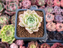 Echeveria 'Love Wave' Hybrid of 'Simulans' x 'Captain Hayes' 1" New Hybrid Succulent Plant