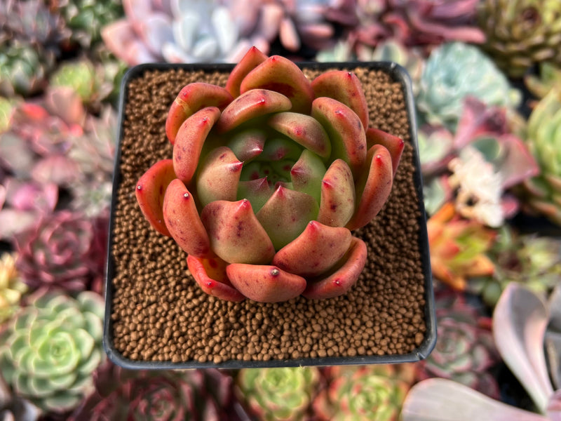 red vine succulent Echeveria Agavoides 'Red Wine' 3