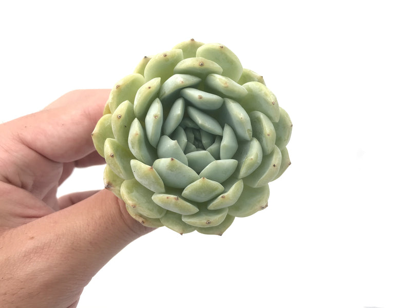 elaine succulent Echeveria 'Elaine' Hybrid 2"-3" Rare Succulent Plant – True Succulents Plant Co