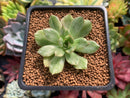 Echeveria Agavoides 'Eve' Variegated 1" Succulent Plant