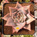 Echeveria 'Madiba' 2" Succulent Plant