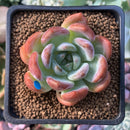 Echeveria 'Starmark' 2" Succulent Plant