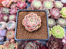 Echeveria 'Mario' Malgan Hybrid 1" New Hybrid Succulent Plant