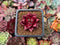 Echeveria Agavoides 'Luming' 1" Succulent Plant
