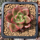 Echeveria Agavoides 'Chapote' 1"-2" Succulent Plant