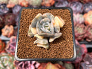 Echeveria 'Cubic Frost' Variegated 1"-2" Succulent Plant