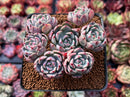 Echeveria 'Nanahukumini' 3"-4" Cluster Succulent Plant