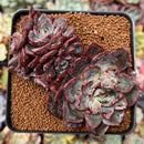 Echeveria 'Casiz Dragon' 3" Succulent Plant