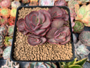 Echeveria 'Suyon' 3" Cluster Succulent Plant