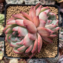 Echeveria 'Ratam' 3" Cluster Succulent Plant