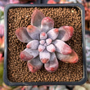 Echeveria 'Tolimanensis' 2" Succulent Plant
