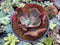 Echeveria 'Crinoline' 3"-4" Succulent Plant