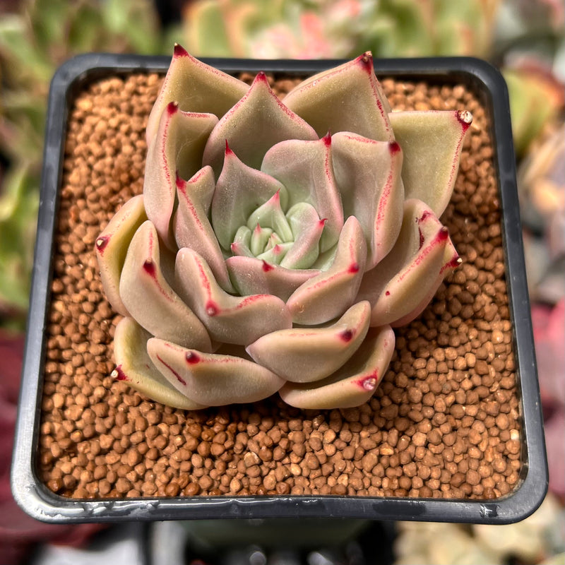 sunny succulents Echeveria Agavoides 'Sunny' 2" Succulent Plant – True Succulents Plant Co
