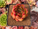 Echeveria Agavoides 'Elkhorn' 2" Succulent Plant