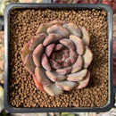 Echeveria 'Herbion' 2" New Hybrid Succulent Plant