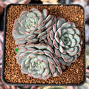Echeveria 'Minima' 2"-3" Cluster Succulent Plant