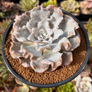 Echeveria 'Crispate Beauty' 3"-4" Succulent Plant