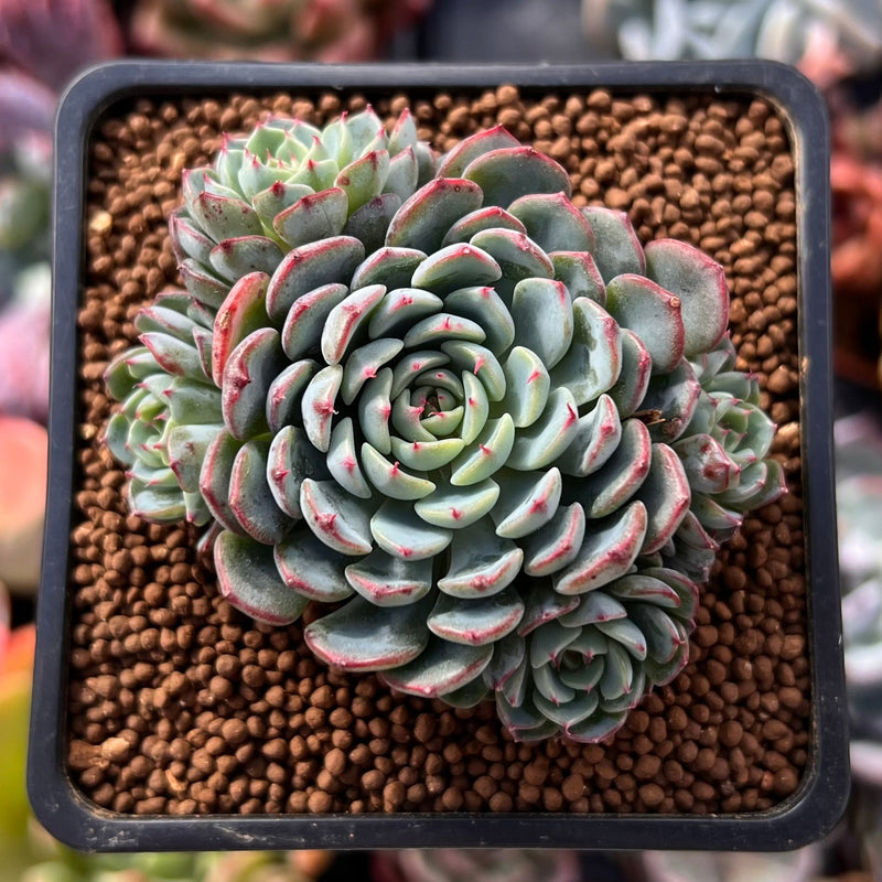 succulence 2 Echeveria 'Sierra' 2" Cluster Succulent Plant – True Succulents Plant Co