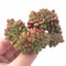 Echeveria Chubbs Crested Cluster 4” Rare Succulent Plant