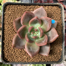 Echeveria 'Sharman' 2" Succulent Plant