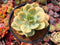 Echeveria 'Hakuhou' Variegated 4" Succulent Plant