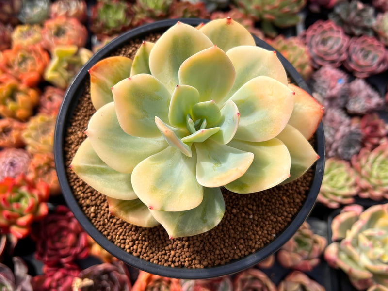 Echeveria 'Hakuhou' Variegated 4