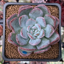 Echeveria 'Milk Rose' 2" Succulent Plant