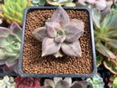 Echeveria 'Xichuensis' 2" Succulent Plant