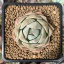 Echeveria 'Seog-yeonhwa' 2" Succulent Plant