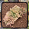 Echeveria 'Lucinda' Crested 2"-3" Succulent Plant