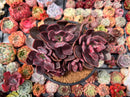 Echeveria 'Hanaikada' Non-Variegated 5" Cluster Succulent Plant