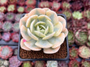 Echeveria Runyonii Variegated (Aka Echeveria 'Akaihosi' Variegated) 2" Succulent Plant