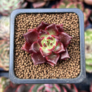 Echeveria Agavoides 'Superbell' 1" Small New Hybrid Succulent Plant