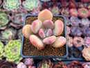 Pachyphytum 'Doctor Cornelius' 2" Succulent Plant