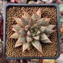 Echeveria 'Purpusorum' White Form 1"-2" Succulent Plant