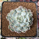 Echeveria 'Viyant' 2"-3" Succulent Plant