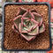 Echeveria Agavoides 'Padma' 2" Succulent Plant