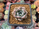 Echeveria 'Boracay' 1" New Hybrid Succulent Plant