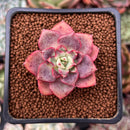 Echeveria sp. 1" Succulent Plant