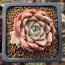Echeveria 'Red Mill' 2" Seed-grown New Hybrid Succulent Plant