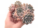 Echeveria Sp Large Cluster 3” Rare Succulent Plant