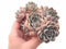 Echeveria Sp Large Cluster 3” Rare Succulent Plant