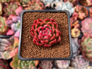 Echeveria Agavoides 'Cagliari' 1" Succulent Plant