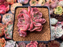 Echeveria 'Silk-Q' 2" Succulent Plant