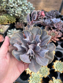 Echeveria 'Valkyrie' 3”-4” Succulent Plant